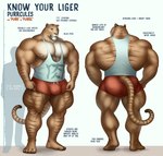 4_toes 5_fingers anthro back_muscles biceps big_bulge big_butt big_muscles biped bottomwear bulge butt chart clothed clothing feet fingers front_view fully_clothed fur height_chart lats_(muscle) male muscular muscular_anthro muscular_male muscular_thighs pawpads paws pecs pose quads rear_view shirt shorts solo standing striped_body striped_fur stripes tall tan_body tan_fur tank_top text thick_thighs tight_clothing toes topwear purrcules_(artist) purrcules_(character) felid hybrid liger lion mammal pantherine 2020 digital_media_(artwork) english_text hi_res model_sheet