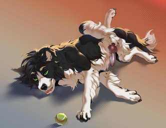 animal_genitalia animal_penis ball balls black_body black_fur canine_genitalia canine_penis erection feral fur genitals knot knot_root knotted_penis lying male multicolored_body multicolored_fur on_side penis raised_leg sheath simple_background solo tennis_ball two_tone_body two_tone_fur white_body white_fur aseniyaaa skuru_(character) border_collie canid canine canis collie domestic_dog herding_dog mammal pastoral_dog sheepdog 2025 hi_res