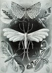 ambiguous_gender antennae_(anatomy) feral group insect_wings lepidopteran_wings wings ernst_haeckel public_domain arthropod insect lepidopteran moth plume_moth absurd_res ancient_art biological_illustration hi_res monochrome technical_illustration traditional_media_(artwork) zoological_illustration