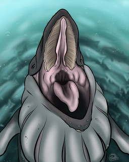 baleen feral feral_pred grey_body grey_fin looking_at_viewer male male_pred mouth_shot open_mouth solo tongue underwater vore water flippin-rad aquatic baleen_whale cetacean fish humpback_whale mammal whale 2024 hi_res