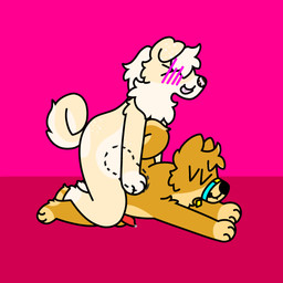 anthro curled_tail duo fur genitals knot male male/male on_top penis slightly_chubby tail white_body white_fur yellow_body yellow_fur doug_polaris doshiba_solaris shiroi_yuki canid canine canis domestic_dog mammal shiba_inu spitz absurd_res hi_res