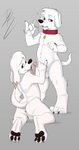 2020 absurd_res anthro anthro_on_anthro anus back_groove balls black_nose black_pawpads bodily_fluids brian_griffin canid canine canis collar collar_only cousins_(lore) digital_media_(artwork) domestic_dog duo ear_piercing ear_ring erection family_guy fluffy fluffy_tail foreskin front_view fur genitals gesture grey_background hi_res humanoid_genitalia humanoid_penis incest_(lore) jasper_(family_guy) male male/male mammal nude oral partially_retracted_foreskin pawpads penis piercing raccoondouglas raised_finger raised_pinky rear_view red_collar ring_piercing saliva saliva_string shoulder_blades simple_background tail white_body white_fur white_tail