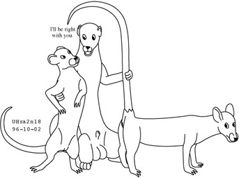 animal_genitalia arm_around_partner balls dialogue female feral frown fur genitals group imminent_sex interspecies looking_back male male/female raised_tail sheath simple_background tail text trio vulva white_background urbanhermit mammal murid murine mustelid musteline rat rodent true_musteline weasel 1996 black_and_white dated monochrome