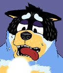 anthro bodily_fluids light_censorship male purple_background saliva simple_background solo sweat tongue tongue_out kajimaru_0507 bluey_(series) bandit_heeler australian_cattle_dog canid canine canis cattledog domestic_dog herding_dog mammal pastoral_dog censored hi_res