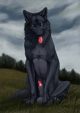 anatomically_correct anatomically_correct_genitalia animal_genitalia balls big_balls black_body black_fur black_nose blue_eyes cloud cloudy_sky detailed_background feral fluffy fluffy_tail fur genitals grass grey_sky inner_ear_fluff lipsticking looking_at_viewer male neck_tuft penis penis_tip plant sheath sky solo tail teeth tongue tongue_out tree tuft heatherwolf canid canine canis mammal wolf