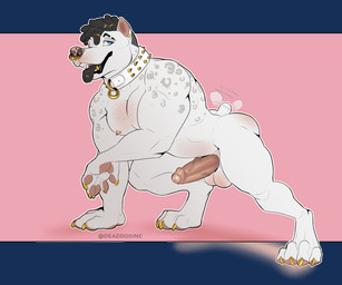 4_toes 5_fingers accessory all_fours anthro balls barbell_piercing barefoot bedroom_eyes biceps big_muscles biped black_hair black_lips black_nose black_tongue blue_eyes butt claws collar collar_only collar_ring colored_nails dreadlocks ear_piercing erection facial_piercing feet fingers foreskin fur genitals glans gold_(metal) gold_jewelry gold_nails gold_tooth golden_claws grey_body grey_fur grey_spots hair hair_accessory half-closed_eyes humanoid_genitalia humanoid_penis jewelry leopard_spots lips looking_aside looking_at_viewer male markings multicolored_body multicolored_fur multicolored_nose multiple_piercings muscular muscular_anthro muscular_male nails narrowed_eyes nipple_barbell nipple_piercing nipples nose_piercing nose_ring nude one_eye_closed open_mouth open_smile partially_retracted_foreskin pawpads paws pecs penis piercing pink_background pink_glans pink_nose pink_pawpads pink_penis pose ring_piercing seductive sharp_teeth short_hair short_tail simple_background smile snout solo spiked_collar spikes spots spotted_body spotted_fur tail tail_motion tailwag teeth toes tongue tongue_out tongue_piercing two_tone_nose urethra white_body white_fur wink bambii_dog kingston_(redmonkey) canid canine canis domestic_dog mammal 6:5 absurd_res alpha_channel full-length_portrait hi_res pinup portrait
