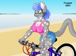 anthro beach bicycle blue_hair bottomwear breasts cleavage clothed clothing dipstick_ears ear_markings female fur grey_body grey_fur hair half-closed_eyes markings multicolored_ears narrowed_eyes nipple_outline outside pink_nose sand seaside shirt shorts solo spots spotted_body spotted_fur tank_top tight_bottomwear tight_clothing tight_shorts topwear vehicle water furgeta quinn_(furgeta) dasyurid dasyuromorph eastern_quoll mammal marsupial quoll 2003 4:3