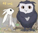 age_progression ambiguous_gender beak bodily_fluids feathered_wings feathers hay nervous rock simple_background size_progression sweat tail white_body wings young ptkd microsoft moon_studios ori_(series) xbox_game_studios ku_(ori) ori_(ori) avian bird guardian_spirit owl digital_media_(artwork)