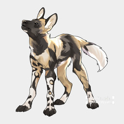 ambiguous_gender black_eyes black_nose cheek_tuft facial_tuft feral fur grey_background inner_ear_fluff looking_up multicolored_body multicolored_fur nude simple_background snout solo standing tail tuft fnight9 african_wild_dog canid canine mammal 1:1 2026 colored digital_drawing_(artwork) digital_media_(artwork) hi_res shaded