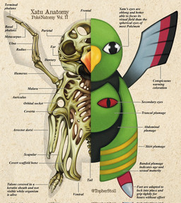 ambiguous_gender anatomical_diagram anatomical_study anatomy anatomy_chart beak beak_closed biped black_body black_eyes blue_body bone chart cross_section feral front_view green_body looking_at_viewer mouth_closed multicolored_body paper_background pupils realistic_wings red_body red_eyes simple_background skeleton skull slit_pupils solo spread_wings tan_background text twitter_handle white_sclera wings x-ray_view yellow_body christopher_stoll nintendo pokemon pokenatomy generation_2_pokemon pokemon_(species) xatu 2022 biological_illustration copyright_name english_text full-length_portrait hi_res portrait species_name technical_illustration