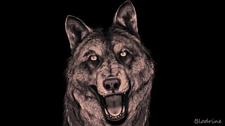 ambiguous_feral ambiguous_gender black_background feral fur looking_at_viewer open_mouth simple_background solo teeth tongue blodrain canid canine canis mammal wolf 16:9 3d_(artwork) 4k absurd_res adobe_photoshop_(artwork) digital_media_(artwork) hi_res source_filmmaker_(artwork) widescreen male_(lore)