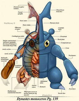 ambiguous_gender anatomical_diagram anatomical_study anatomy anatomy_chart anthro blue_body blue_exoskeleton chart claws compound_eyes cross_section exoskeleton front_view grey_claws guts looking_at_viewer monotone_body monotone_exoskeleton organs page_number pupils scientific_name semi-anthro simple_background solo stomach tan_background text twitter_handle x-ray_view yellow_eyes christopher_stoll nintendo pokemon pokenatomy generation_2_pokemon heracross pokemon_(species) 2025 absurd_res biological_illustration copyright_name digital_drawing_(artwork) digital_media_(artwork) english_text full-length_portrait hi_res portrait technical_illustration