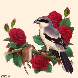 beak black_body black_eyes black_feathers black_tail_feathers black_talons black_wings brown_body brown_fur corpse duo feathers feet feral flower fur grey_beak grey_body grey_feathers impalement leaf multicolored_body multicolored_feathers pink_feet pink_paws pink_tail plant rose_(flower) rose_bush simple_background tail thorns white_background white_body white_feathers wings alexpahomov great_grey_shrike mammal mouse murid murine rodent 1:1 2024 digital_media_(artwork) digital_painting_(artwork) painting_(artwork)