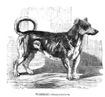 1853 19th_century ancient_art animal_genitalia canid canine canis domestic_dog extinct_breed feral floppy_ears genitals h._weir low_res male mammal monochrome paws public_domain quadruped sheath solo tail traditional_media_(artwork) turnspit_dog
