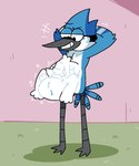 abdominal_bulge anthro beak blue_body blue_feathers body_outline duo feathers grin hands_behind_head looking_at_belly looking_down male male/male simple_background smile struggling struggling_prey tail unwilling_prey vore pawplants cartoon_network regular_show mordecai_(regular_show) rigby_(regular_show) avian bird blue_jay corvid jay_(bird) mammal new_world_jay oscine passerine procyonid raccoon 2022 digital_media_(artwork)