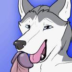 1:1 2017 2d_animation ambiguous_gender ambiguous_species animated anthro blue_background blue_eyes bouncing_penis canid canine canis chucklefunk domestic_dog duo erection foreskin frame_by_frame genitals gradient_background humanoid_genitalia humanoid_penis husky interspecies licking loop low_res male male/ambiguous mammal nordic_sled_dog nude oral penile penis penis_lick retracted_foreskin sex short_playtime simple_background solo_focus spitz tongue tongue_out