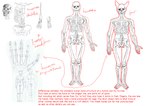 5_fingers 5_toes anatomy anthro bone breasts feet female fingers genitals how-to human_focus humanoid_hands male nipples nude penis simple_background skeleton skull standing text the_more_you_know toes white_background dirty-bitter-sweet canid canine canis human mammal wolf 2011 comic_sans english_text hi_res model_sheet