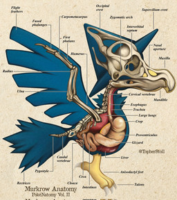 4_toes ambiguous_gender anatomical_diagram anatomical_study anatomy anatomy_chart animal_genitalia anisodactyl beak beak_closed blue_body blue_feathers bone chart claws cloaca esophagus feathered_wings feathers feet feral genitals guts intestines liver lung mouth_closed organs paper_background realistic_wings round_cloaca side_view simple_background skeleton skull solo spread_wings tan_background text toes white_claws wings x-ray_view yellow_body christopher_stoll nintendo pokemon pokenatomy generation_2_pokemon murkrow pokemon_(species) 2022 biological_illustration copyright_name digital_drawing_(artwork) digital_media_(artwork) english_text full-length_portrait hi_res portrait species_name technical_illustration