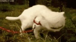 animated eating feline feral grass leash reaction_image real unknown_artist what
Rating: Safe
Score: 2
User: Blaziken
Date: March 03, 2011
