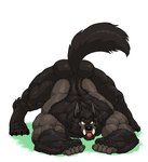 anthro ass_up big_muscles black_body black_fur black_hair facial_scar fur hair jack-o'_pose male muscular muscular_anthro muscular_male pose scar simple_background solo tail tongue tongue_out tusks yellow_eyes titandraugen mythology kouya_wulfhardt canid canine mammal mythological_canine mythological_creature werecanid werecanine werecreature werewolf 2021 hi_res