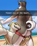 2018 abs anthro assisted_exposure beach black_body black_fur bottomwear bottomwear_down butt canid canine canis clothed clothing countershading domestic_dog duo english_text fish fur green_eyes grey_body grey_fur husky lemon_shark male male/male mammal marine muscular muscular_male nipples nordic_sled_dog nude outdoor_nudity outside pants pants_down pantsing partially_clothed presenting_partner public raised_tail requiem_shark sea seaside selfie shark sharp_teeth sigma_x signature sky smile snapchat spitz standing swimwear tail teeth text topless url water white_body white_fur