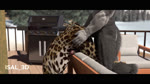ambiguous_gender anal anal_penetration animal_genitalia animal_penis anthro anthro_on_anthro anthro_penetrated anthro_penetrating bouncing_breasts bouncing_penis breasts butt canine_genitalia canine_penis duo female furniture genitals humanoid_genitalia humanoid_penis male male/female male/male outside penetration penis sex snow sofa isal canid canine felid mammal 16:9 3d_(artwork) 3d_animation animated digital_media_(artwork) hi_res no_sound promotional_material short_playtime watermark webm widescreen