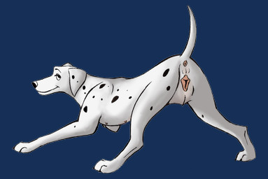 101_dalmatians alpha_channel anatomically_correct anatomically_correct_pussy animal_genitalia anus ass_up butt canine canine_pussy dalmatian disney dog female feral looking_at_viewer mammal marjani perdita presenting presenting_hindquarters pussy raised_tail solo
Rating: Explicit
Score: 17
User: Blackphantom770
Date: November 09, 2012