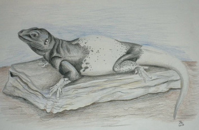 ambiguous_gender black_body black_scales feral on_rock rock scales side_view solo sprawling_gait tail white_body white_scales transientkiller chuckwalla iguanid lizard reptile scalie 2010 colored_pencil_(artwork) shaded traditional_media_(artwork)