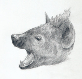 black_eyes feral growling open_mouth sharp_teeth simple_background solo teeth white_background mihin89 cave_hyena hyena mammal prehistoric_species spotted_hyena 2011 black_and_white monochrome sketch