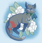 abstract_background blue_eyes borage disability female feral flower fur grey_body grey_fur holding_flower holding_object holding_plant leaf markings mouth_hold pink_nose plant scar solo tail colacatinthehat warriors_(book_series) cinderpelt_(warriors) domestic_cat felid feline felis mammal 2021 hi_res icon shaded signature