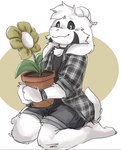 anthro blush bottomwear clothing flannel_shirt flower fur grey_clothing grey_shirt grey_topwear male plant shirt shorts solo topwear white_body white_fur pop2hotzz undertale undertale_(series) asriel_dreemurr_(god_form) bovid caprine caprine_demon demon goat goat_demon mammal