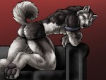 2006 4:3 abs anthro armband black_body black_claws black_fur black_pawpads blue_eyes bulge butt canid canine canis claws clothed clothing curled_tail digital_drawing_(artwork) digital_media_(artwork) domestic_dog fur furniture grey_body grey_fur husky jockstrap looking_at_viewer looking_back looking_back_at_viewer male mammal muscular muscular_anthro muscular_male nordic_sled_dog pawpads pecs red_background seductive shaded simple_background sofa solo spitz tail toe_claws topless trapezius underwear white_body white_fur windcatcher