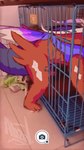 ambiguous_gender cage phone_view red_body solo abzel nintendo pokemon ancient_pokemon generation_9_pokemon koraidon legendary_pokemon limited_build_koraidon paradox_pokemon pokemon_(species) reptile scalie 2022 hi_res