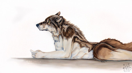 anthro black_nose brown_body brown_fur fur lying male mouth_closed on_front side_view simple_background solo tan_body tan_fur white_background white_body white_fur kola_(artist) canid canine mammal 2015 dated signature traditional_media_(artwork)
