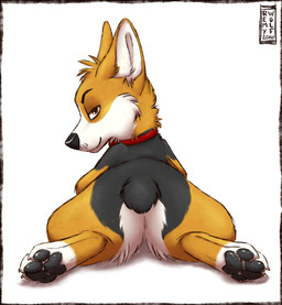 ambiguous_gender butt collar feral fluffy looking_at_viewer looking_back pawpads paws rear_view solo sploot toony remywolf dan_(edthebordercollie) canid canine canis domestic_dog herding_dog mammal pastoral_dog welsh_corgi