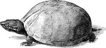 5_toes ambiguous_gender black_line_art claws feet feral mouth_closed pupils scales shadow shell side_view simple_background slit_pupils solo standing tail toe_claws toes white_background edward_knobel public_domain musk_turtle reptile scalie turtle 1896 19th_century ancient_art black_and_white full-length_portrait monochrome portrait traditional_media_(artwork)