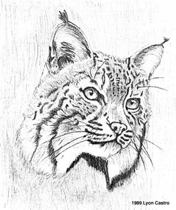 ear_tuft face_only feral fur markings short_snout simple_background smile smiling_at_viewer solo spots spotted_body spotted_fur text tuft whiskers white_background lyon_castro bobcat felid feline lynx mammal 1989 artist_name black_and_white greyscale headshot_portrait low_res monochrome portrait signature sketch