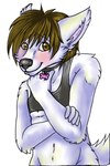 anthro blush clothing collar crop_top femboy fluster looking_at_viewer male shirt solo topwear ship-wreck sabbyth canid canine canis mammal wolf 2:3