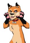 anthro heterochromia male paws akinya dogelore doge canid canine canis domestic_dog mammal shiba_inu spitz hi_res meme