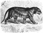 ambiguous_gender digitigrade feral fur nude plant quadruped solo striped_body striped_fur stripes whiskers gustav_mutzel license_info public_domain felid mammal pantherine tiger 19th_century ancient_art greyscale hi_res monochrome traditional_media_(artwork)