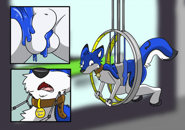 after_transformation anthro belly_grab blue_body blue_fur blue_latex brown_hair collar foreskin fur genitals goo_transformation good_boy hair human_to_anthro latex locked male penis ring slime solo species_transformation transformation transformation_ring white_body white_fur fox0808 coltthefurry canid canine canis human mammal wolf