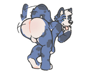 anthro backsack balls butt fur genitals male multicolored_body multicolored_fur presenting presenting_hindquarters simple_background solo tail tail_motion tailwag tongue tongue_out backboned_(artist) hi_res