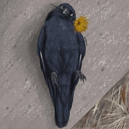 ambiguous_gender claws feral flower grass high-angle_view looking_at_viewer lying on_back plant rictal_bristles solo xaphyrx avian bird corvid corvus_(genus) crow oscine passerine 1:1
