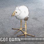 ambiguous_gender asphalt avian_feet beak biped bottom_text feathers feral outside solo text white_body white_feathers yellow_beak securipun got_damn!!! shou_(securipun) avian bird 2023 digital_media_(artwork) english_text impact_(font) low_res meme reaction_image