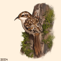 beak black_beak black_eyes black_markings branch brown_body brown_feathers brown_tail_feathers feathers feral lichen markings multicolored_body multicolored_feathers on_branch solo spots spotted_body spotted_feathers white_body white_feathers white_spots alexpahomov avian bird certhioid eurasian_treecreeper oscine passerine treecreeper 1:1 2024 digital_media_(artwork) digital_painting_(artwork) painting_(artwork)