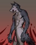 abs anthro athletic athletic_anthro athletic_male blood bodily_fluids claws flaccid fur genitals grey_body grey_fur licking licking_lips licking_own_lips male nude pecs penis self_lick side_view solo standing tongue tongue_out lushle beastars legoshi_(beastars) canid canine canis mammal wolf 2019 4:5 absurd_res hi_res portrait three-quarter_portrait