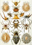 ambiguous_gender feral group ernst_haeckel public_domain acarine arachnid arthropod mite spider vinegaroon absurd_res ancient_art biological_illustration hi_res technical_illustration traditional_media_(artwork) zoological_illustration