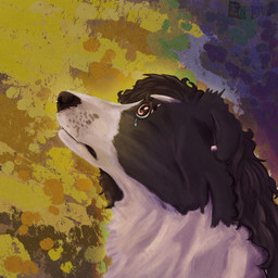 anthro ear_piercing eyebrow_piercing facial_piercing looking_up male nose_piercing piercing sad solo teary_eyes benzfur shamrock_(benzfur) border_collie canid canine canis collie domestic_dog herding_dog mammal pastoral_dog sheepdog 1:1 hi_res