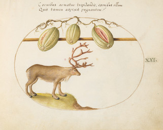 2_horns ambiguous_feral ambiguous_gender antlers cloven_hooves feral food fruit fur grass hooves horn melon plant quadruped scut_tail short_tail side_view simple_background solo standing tail tan_body tan_fur text unguligrade watermelon joris_hoefnagel public_domain deer mammal new_world_deer reindeer 16th_century absurd_res ancient_art biological_illustration hi_res latin_text painting_(artwork) technical_illustration traditional_media_(artwork) traditional_painting_(artwork) traditional_watercolor_(artwork) translation_request watercolor_(artwork) zoological_illustration