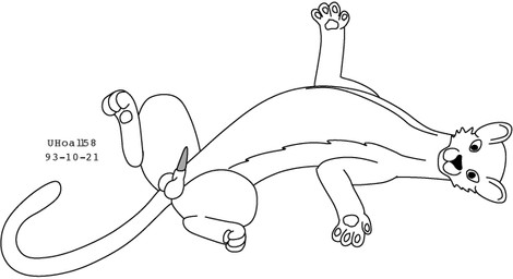 animal_genitalia animal_penis balls erection feline_genitalia feline_penis feral fur genitals long_tail lying male on_back paws penis sheath simple_background smile smiling_at_viewer solo spread_legs spreading tail white_background urbanhermit felid feline mammal 1993 black_and_white dated monochrome